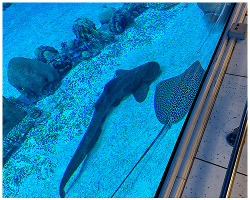 dubai mall aquarium