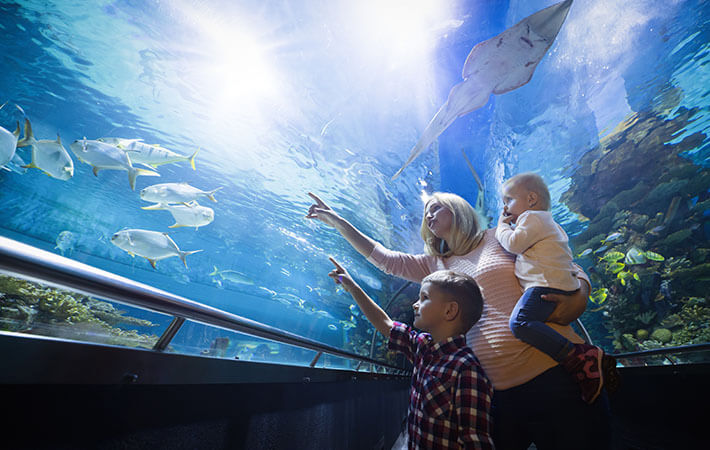 Dubai Mall Aquarium & Underwater Zoo Tickets