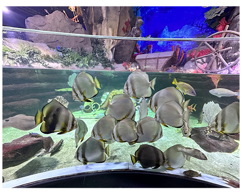 dubai mall aquarium