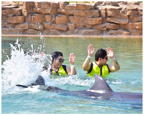 dolphin meet and greet