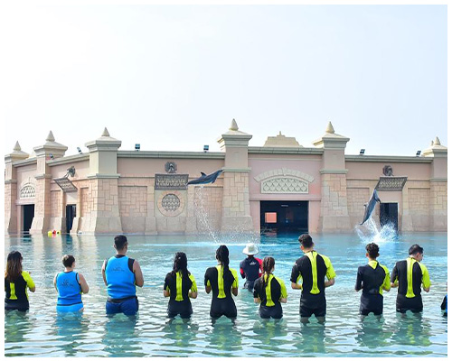 dolphin meet and greet