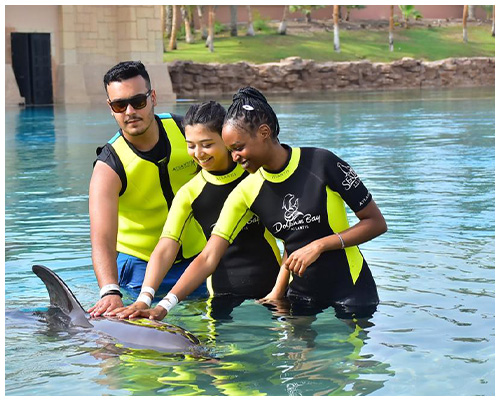 dolphin meet and greet