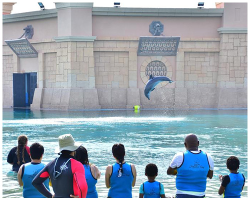 dolphin meet and greet