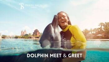 Dolphin Meet & Greet