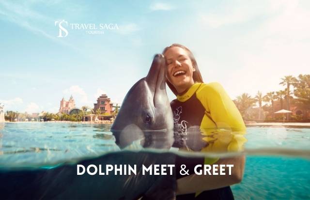 Dolphin Meet & Greet