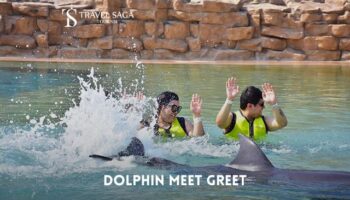 Book Dolphin Meet and Greet Tickets