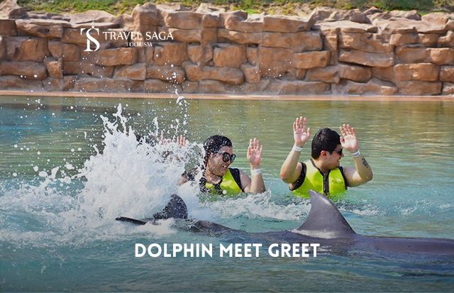 Book Dolphin Meet and Greet Tickets