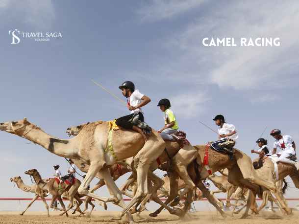 Camel Racing