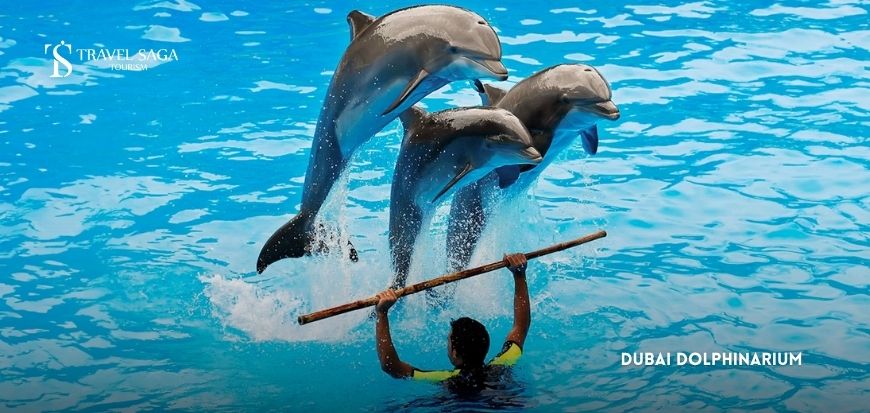 Dubai Dolphinarium Show
