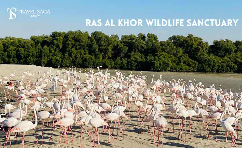 Ras Al Khor Wildlife Sanctuary Dubai