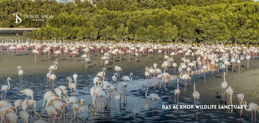 Ras Al Khor Wildlife Sanctuary