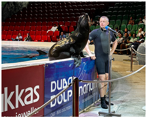 dubai dolphinarium