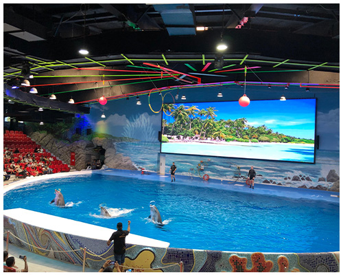 dubai dolphinarium