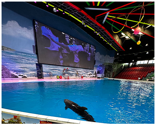 dubai dolphinarium