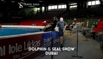 Dolphin & Seal Show Dubai
