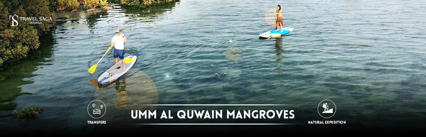 umm al quwain mangroves | mangrove beach BT Banner by Travel Saga Tourism