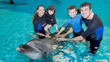 Shallow Water Experience with Dolphins