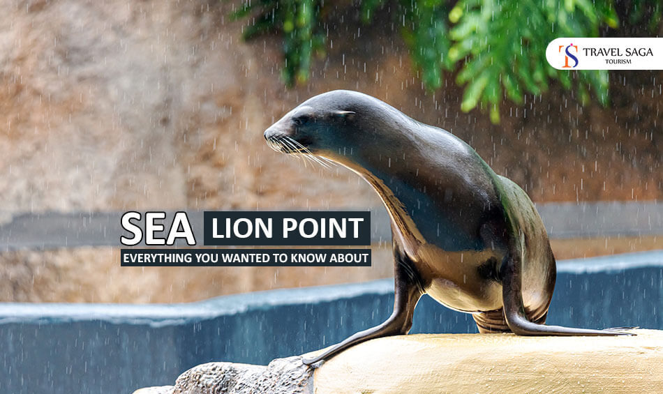Sea Lion Point
