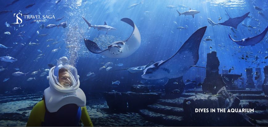 Dives in the Aquarium