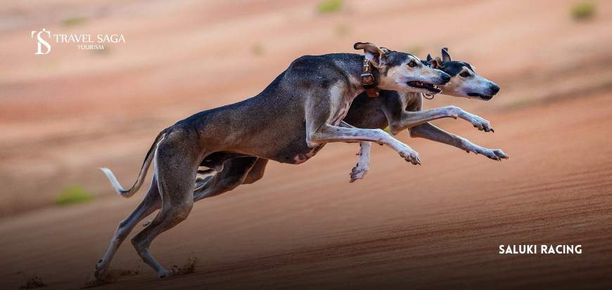 Saluki Racing