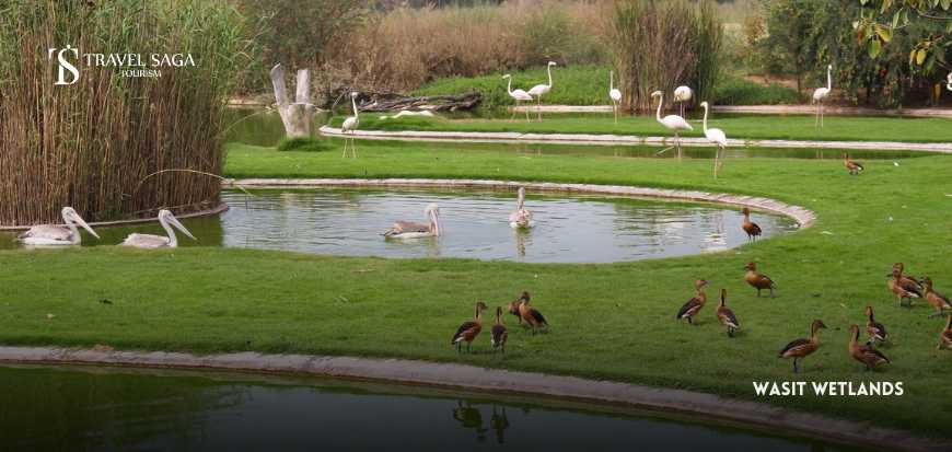 Wasit Wetlands