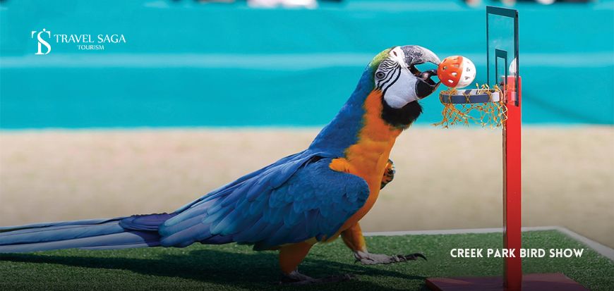 creek park bird show