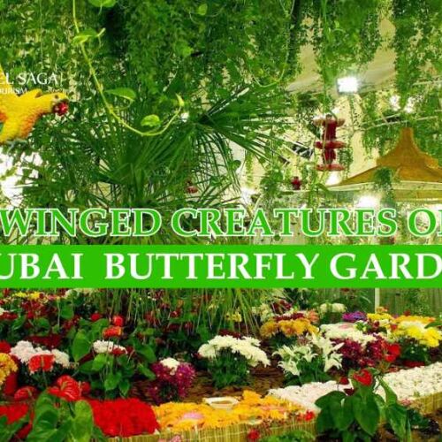 Dubai Butterfly Garden blog banner by Travel Saga Tourism