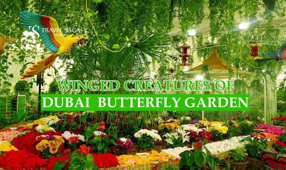 Dubai Butterfly Garden blog banner by Travel Saga Tourism