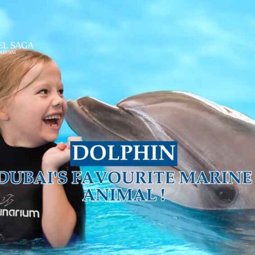 Dubai Dolphinarium blog banner by Travel Saga Tourism