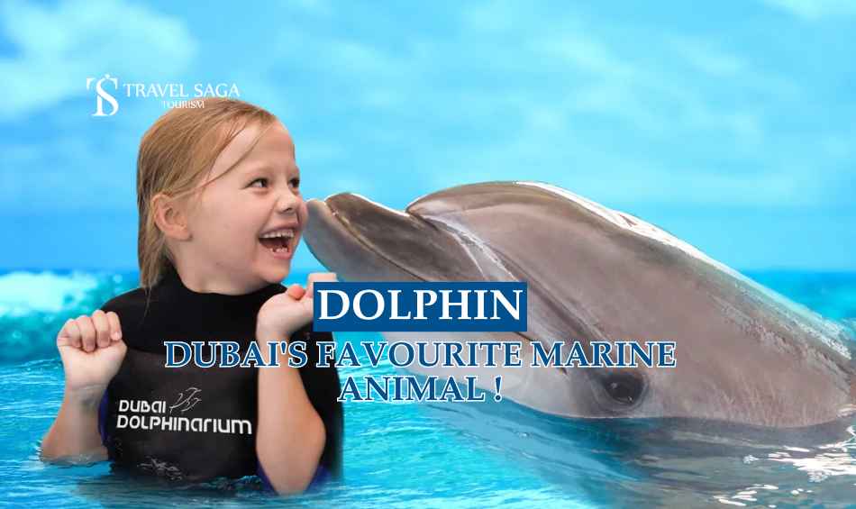 Dubai Dolphinarium blog banner by Travel Saga Tourism