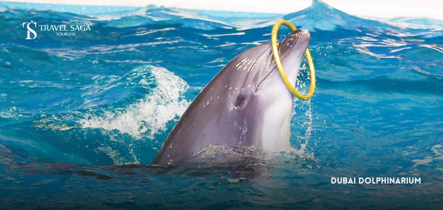 Dolphinarium