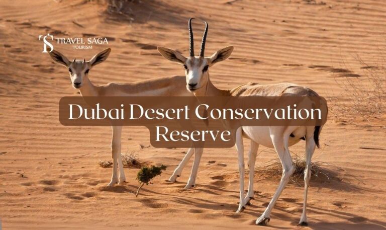 Dubai Desert Conservation Reserve- Full Guide