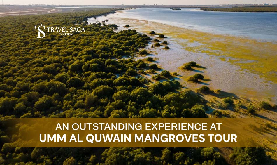 Kayak Mangrove Tour and Umm Al Quwain Mangroves Tour Blog Banner By Travel Saga Tourism