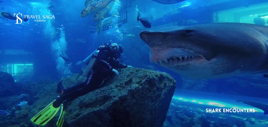 Shark Encounters