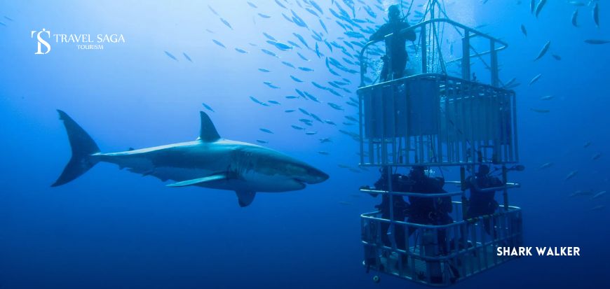 Shark Walker