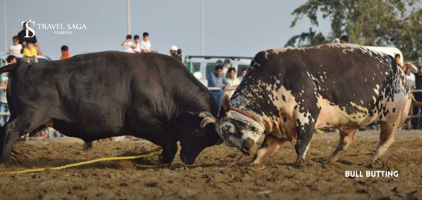 Bull Butting