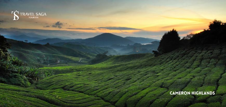 Cameron Highlands 