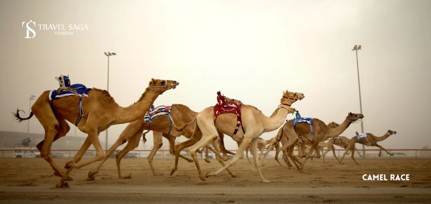 camel race
