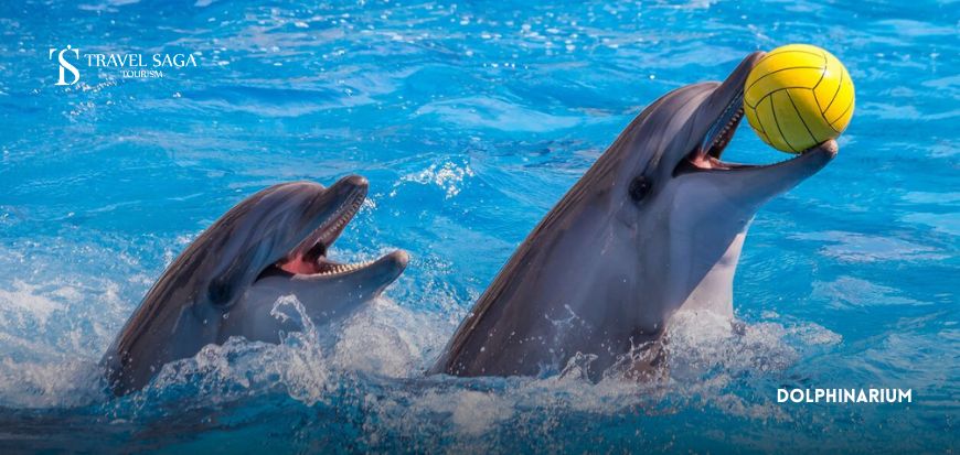 Dolphinarium 