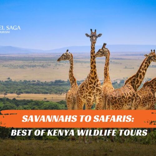 Kenya Wildlife Tours and Kenya safari tours blog banner by Travel Saga Tourism