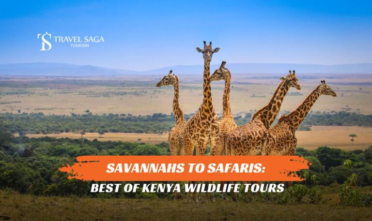 Kenya Wildlife Tours and Kenya safari tours blog banner by Travel Saga Tourism