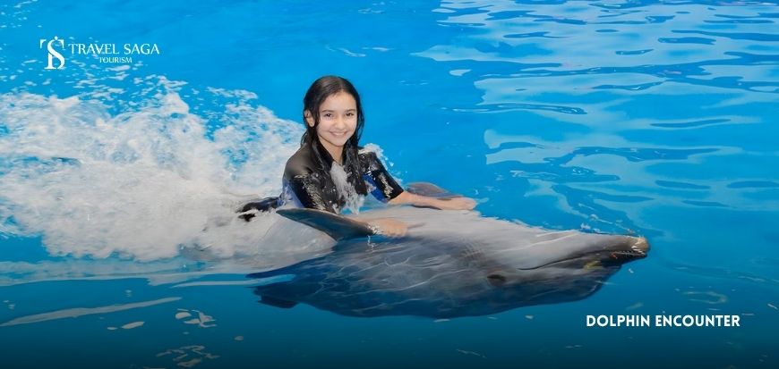 Dolphin Encounter
