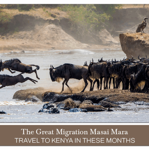 Great Migration Masai Mara, Masai Mara migration season Blog Banner by Travel Saga Tourism