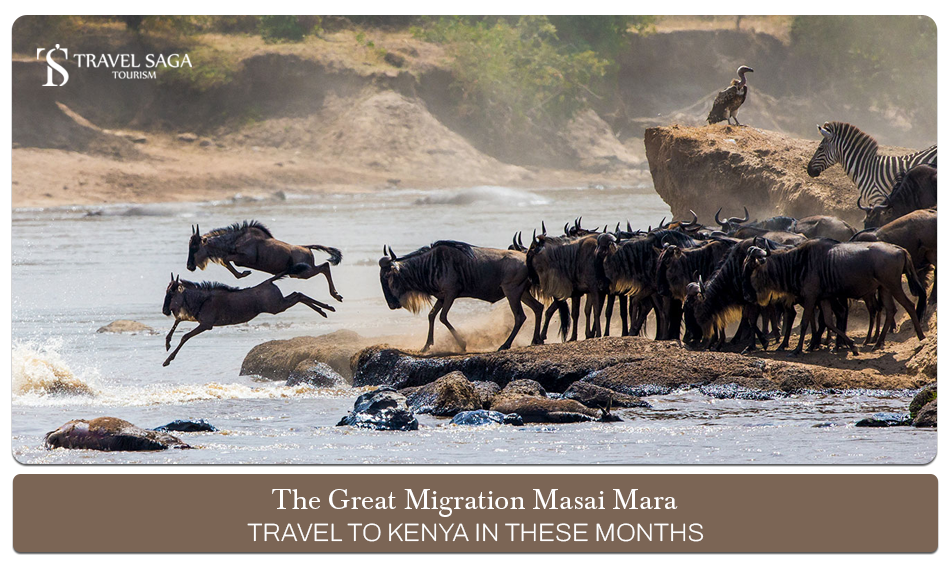 Great Migration Masai Mara, Masai Mara migration season Blog Banner by Travel Saga Tourism