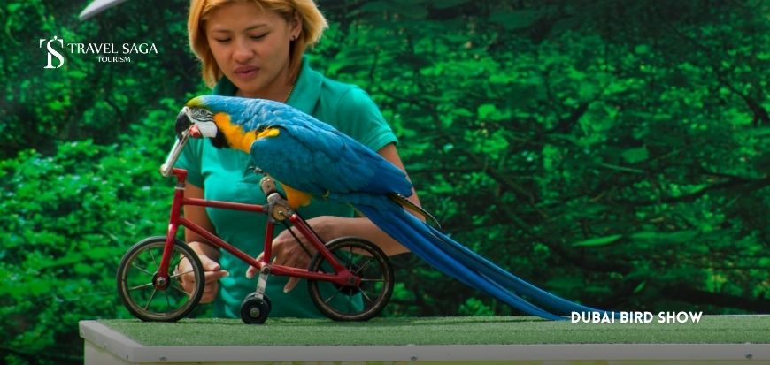 Dubai Bird Show 
