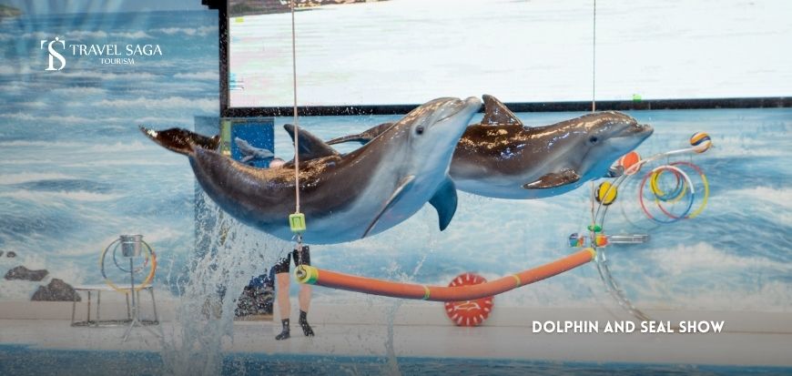 The Dolphin And Seal Show  