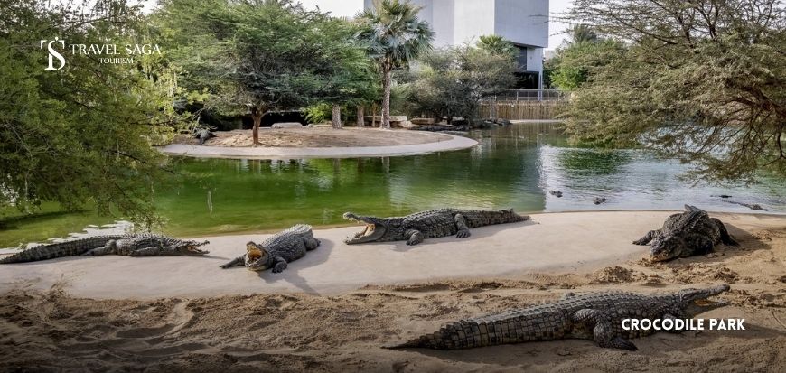Explore Dubai Crocodile Park
