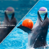 Dive Into The Marine life | Dubai Dolphinarium Experience Blog Banner by Travel Saga Tourism