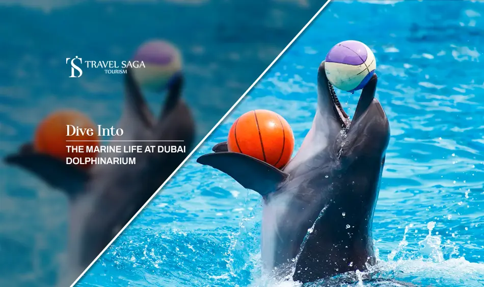 Dive Into The Marine life | Dubai Dolphinarium Experience Blog Banner by Travel Saga Tourism