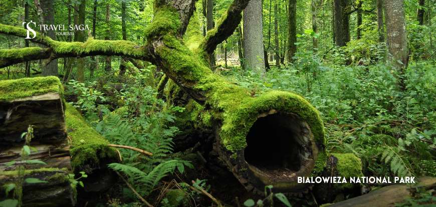 Bialowieza National Park: UNESCO World Heritage Site